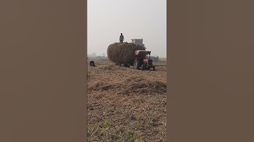 Paddy straw loading #short video #youtube short #Shorts