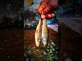 Small Fish Fry #shorts #telugu #viral