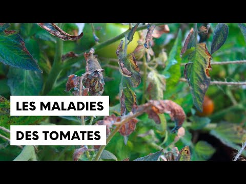 Vidéo: Plants de tomates atteints de fusariose - Traiter la fusariose des tomates