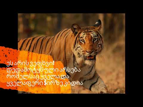 ვეფხვი - Tiger