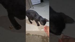 FEEDING THE BLACK PANTHER 2/5/2026