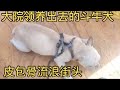 大院领养出去的斗牛犬，皮包骨流浪街头，你对得起良心和救助人吗？ Dog rescue in China 20240320