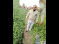 نوي قليوبيه 