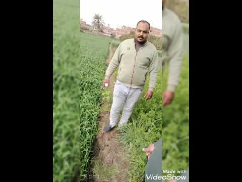 نوي قليوبيه نوي قليوبيه