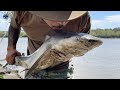 Deadly Australian Bull Shark - Shark Fishing Logan River