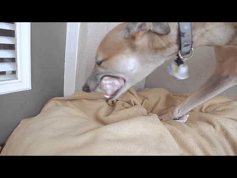 raw-feeding-greyhound-chicken-&-turkey