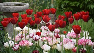 April Garden Tour🌷🌷🌷 Tulips, Daffodils, Baby Birds and More! // Northlawn Flower Farm