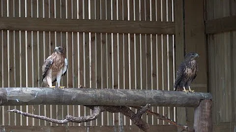 DOCUMENTARY: Helping birds to fly again through the EU Emissions Trading System