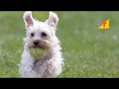 Curso CPT Hotel para Cães e Gatos