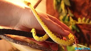 How To Use Reptile Jungle and Moss Vines in a Green Tree Python Terrarium