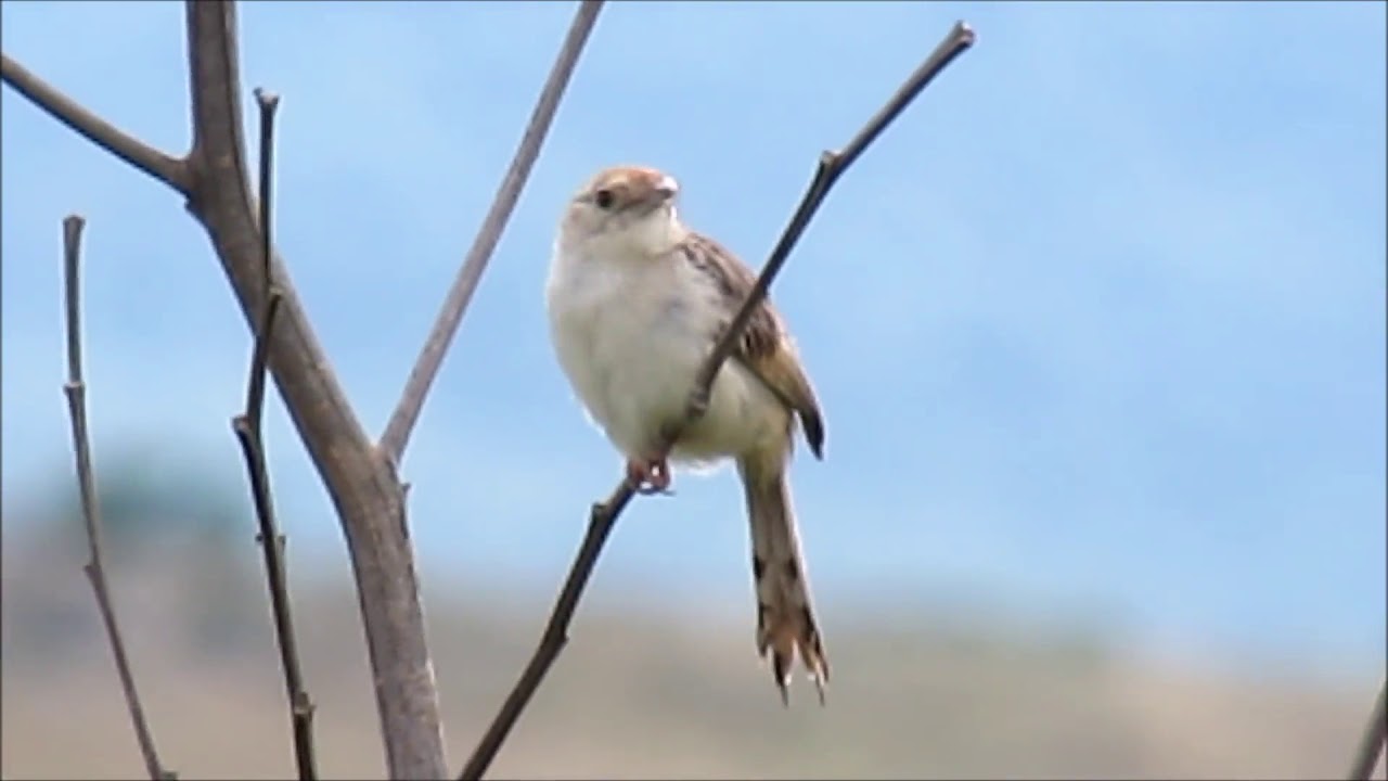 Wailing Cisticola calling 