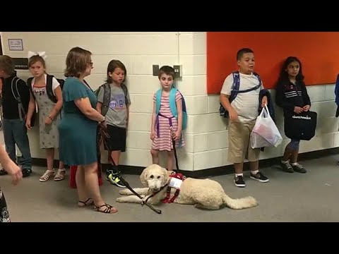 Videó: A létesítmény kutya üdvözli az általános diákokat az iskolába