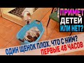 Первые 48 часов жизни щенков Английского Бульдога. Один щенок очень слабый! Какая Вита мама?