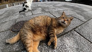公園に行ったら野良猫が入口まで出迎えに来てくれた