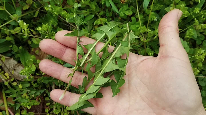 Mountain Lore: Garden Salads with Marquette Crockett