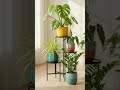 indoor plants decorative Ideas