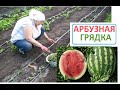 АРБУЗНАЯ ГРЯДКА прополка и рыхление почвы это сухой полив