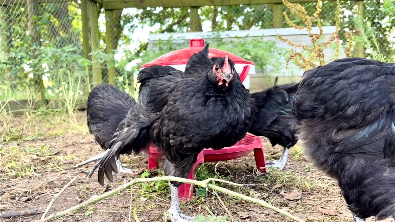 Feeding Chickens, Baby Chicks, Sheep & Shifting Horses | Fun Afternoon on a NZ Farm (Calm, No Music)