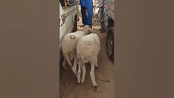 سوق سبت الݣردان إقليم تارودانت ثمن الخروف الخروف Cow السوق الأسبوعي سوق Goat سوق أسبوعي 