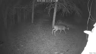 Deer 5-04-2026 12:10 AM