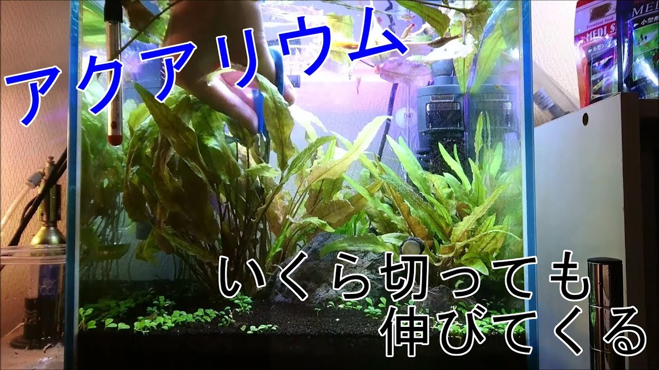 アクアリウム 巨大化したクリプトコリネの何度目かもわからぬトリミング 水草 Youtube アクアリウム 巨大化したクリプトコリネの何度目かもわからぬトリミング 水草 Youtube