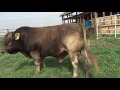 Braunvieh Bull- Swiss Tradition Zafiro