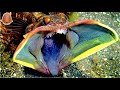 【なぜこうなった…】衝撃的すぎる顔を持つ生き物