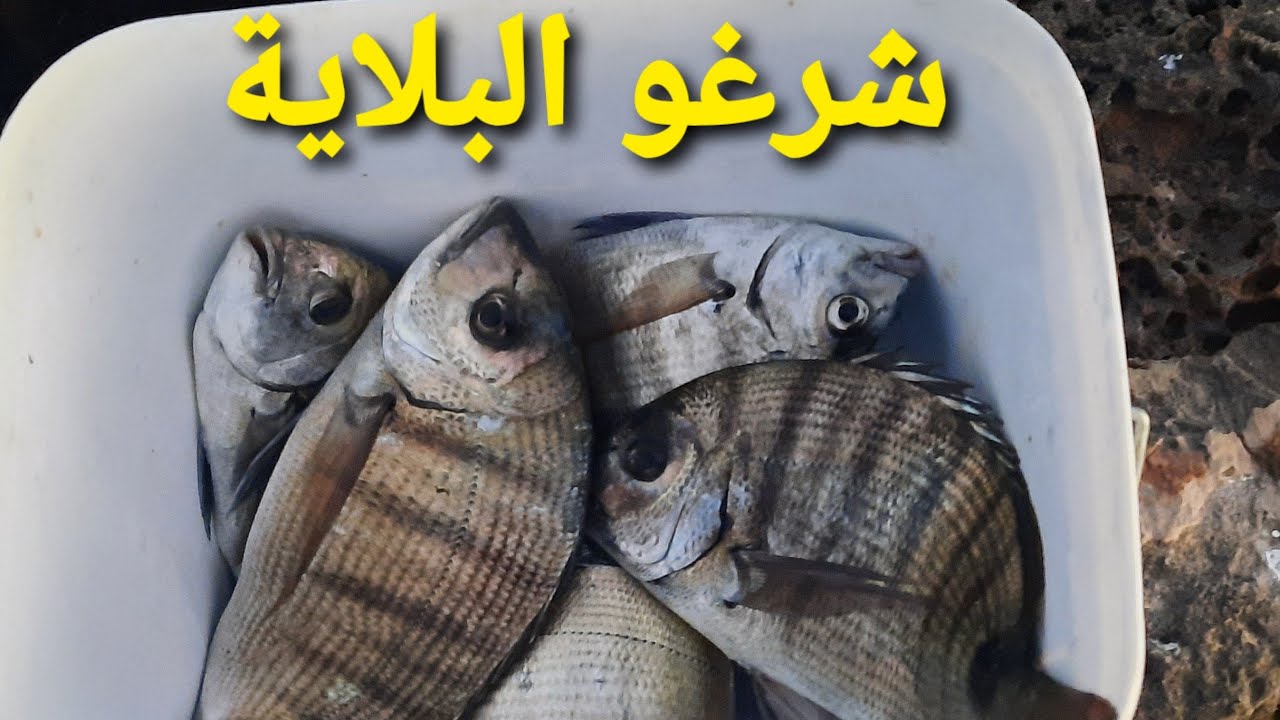 20 ساعة من الصيد والحصيلة في اللحظات الأخيرة /الصيد + لا يأس + الإصرار = الحصيلة