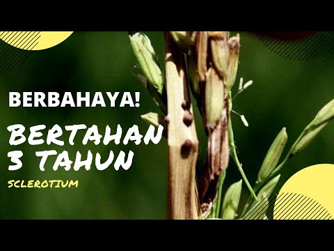 Video: Apakah Sclerotium Blight - Mengenali Dan Merawat Gejala Sclerotium Fig