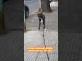 Mi perro actúa muy extraño cuando pasa por esta calle