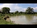 Biddy Irish Water Spaniel IWS puppy 1st time retrieving from water の動画、YouTube動画。