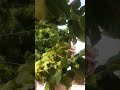 జీవితం లో ఒక్కసారైనా చెయ్యాలి అనిపించే పని ... 😍🌱🌾🌿🌴🌾🌱 #jaijawanjaikisan