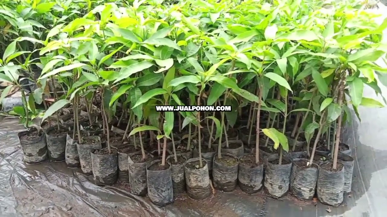 Segera Order Bibit Mangga Garifta Merah Unggul