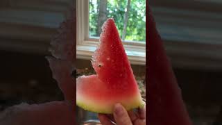Thin watermelon slice V2 ￼
