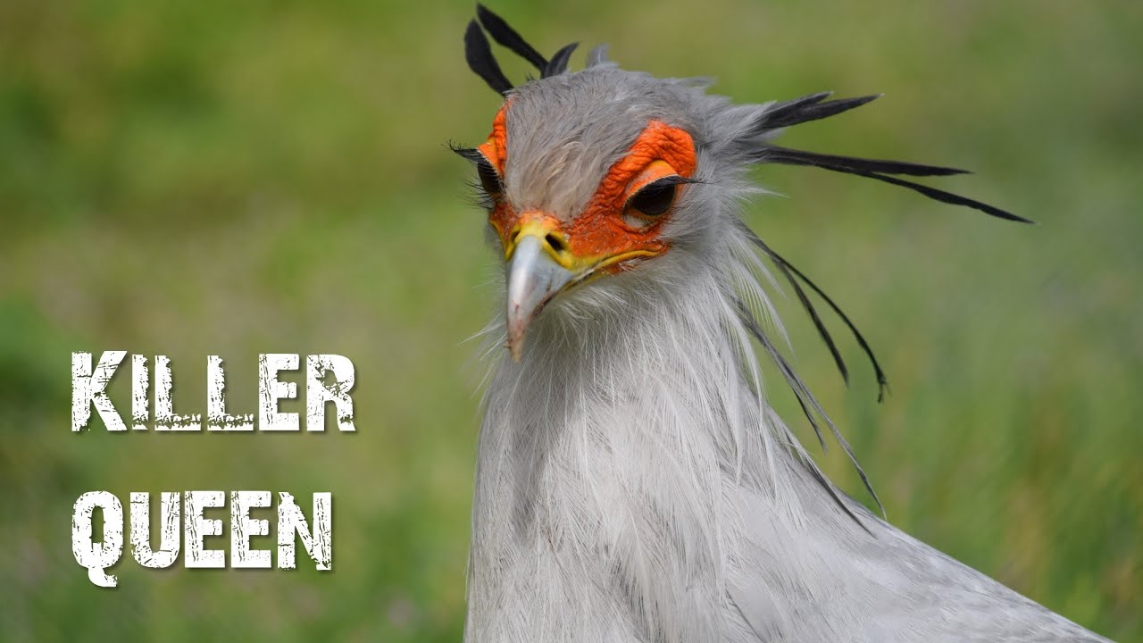 Secretary bird Killer queen YouTube