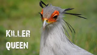 Secretary bird- Killer queen