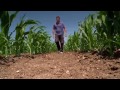 maize production under drip irrigation