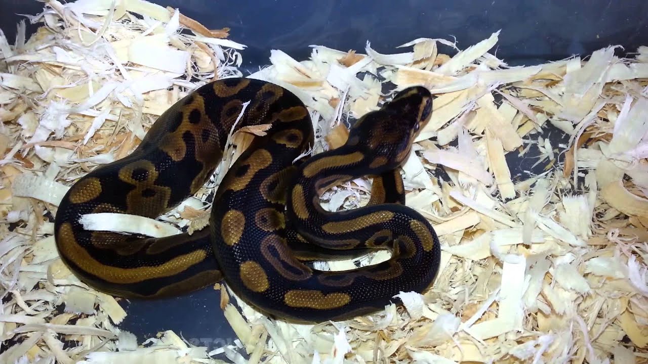 pythons for sale 2014 Leopard poss het pied M