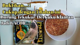 PAKAN RACIKAN UNTUK BURUNG TEKUKUR DAN DERKUKU KLANTAN AGAR CEPAT GACOR.