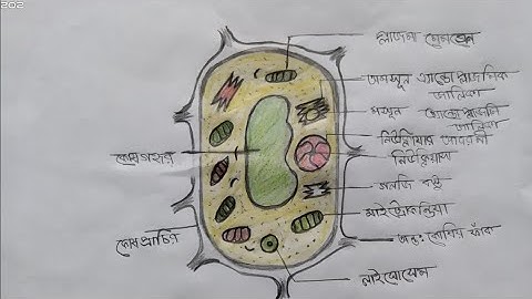 Class 9 assignment || Class 9 Biology assignment 2021|| ৯ম শ্রেণির জীব বিজ্ঞান এসাইনমেন্ট।