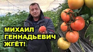 Томаты растут. Михаил Геннадьевич жгёт!)))