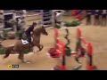 Equine Sports Edit ~ dressage/sj/eventing/racing/western/polo/horseball/vaulting/endurance/gymkhana