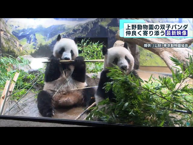 Latest video of panda twins snuggling up together - YouTube
