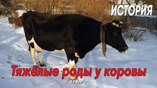 Тяжёлые роды/отёл нашей коровы. Чуть не погибла.