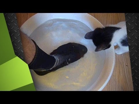 Видео: 7 лучших водонепроницаемых носков, подходящих для вашего следующего приключения