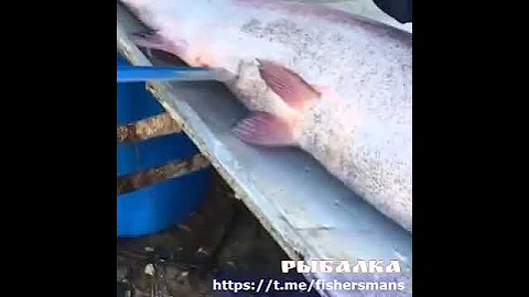 Рыбу,  ни очеть люблю... подробно в телеграмм канале @fishersmans