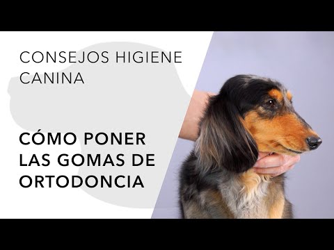 Video: Ortodoncia en perros