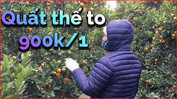 Quất thế to đẹp bán Tết 2021 - quất cảnh Tết 2021 quất đẹp