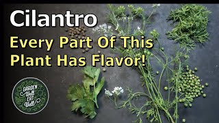 CILANTRO: Still Full Of Flavor Even AFTER It Bolts. How To Keep Picking & Using It ALL Season Long