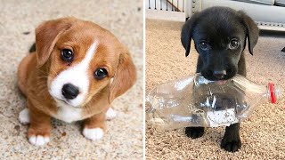 Baby Dogs 🔴 Cute and Funny Dog Videos Compilation #22 | 30 Minutes of Funny Puppy Videos 2021